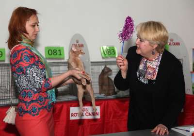 �������� ����� '������� ���-�����' 30 ������-1 ������� 2013., ������������ ��� 4363